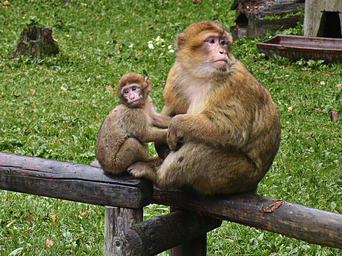 Barbary apes living among the olive groves near Ouzoud