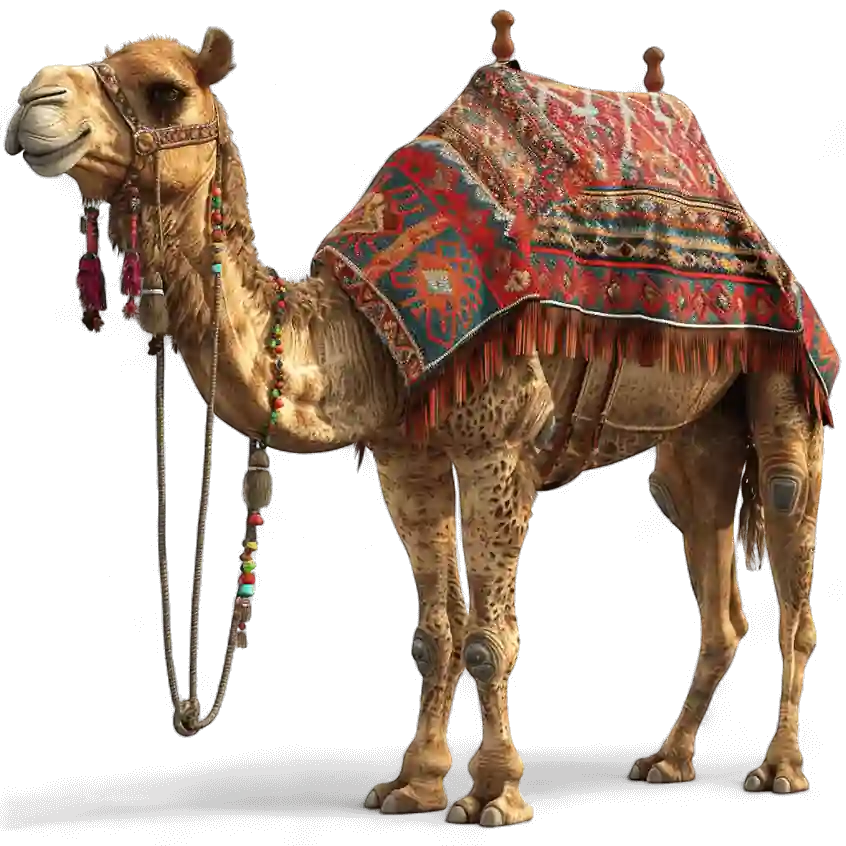 Cammello marocchino nel deserto del Sahara